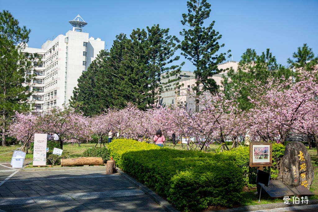 中壢中央大學中大湖櫻花｜來自日本的粉紅河津櫻超好拍