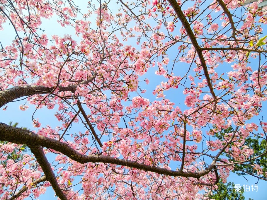 中壢中央大學中大湖櫻花｜來自日本的粉紅河津櫻超好拍