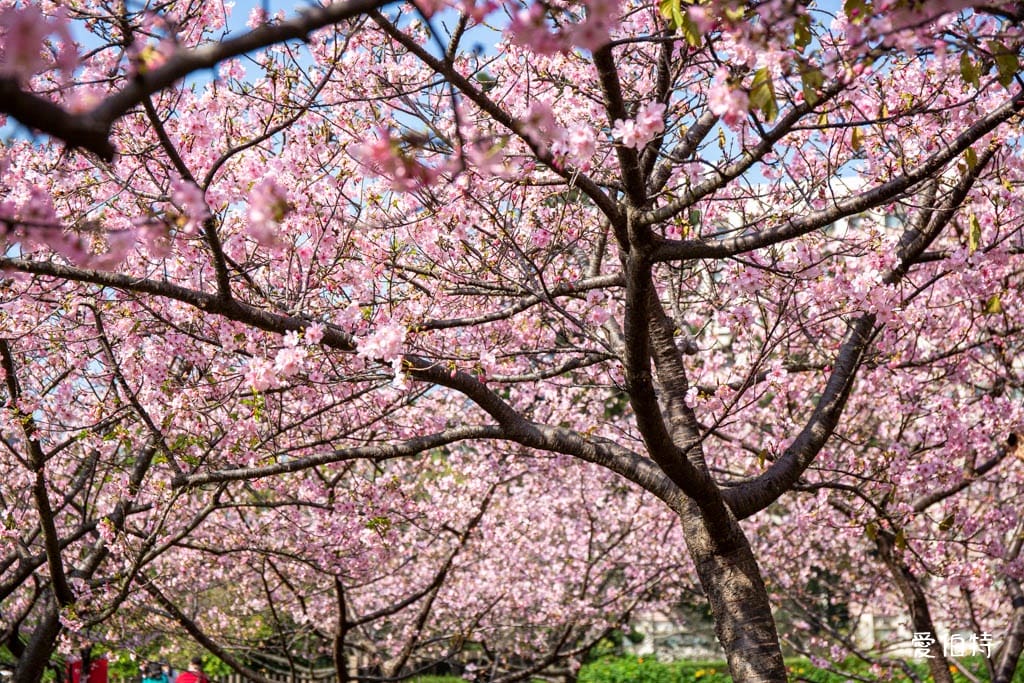 中壢中央大學中大湖櫻花｜來自日本的粉紅河津櫻超好拍