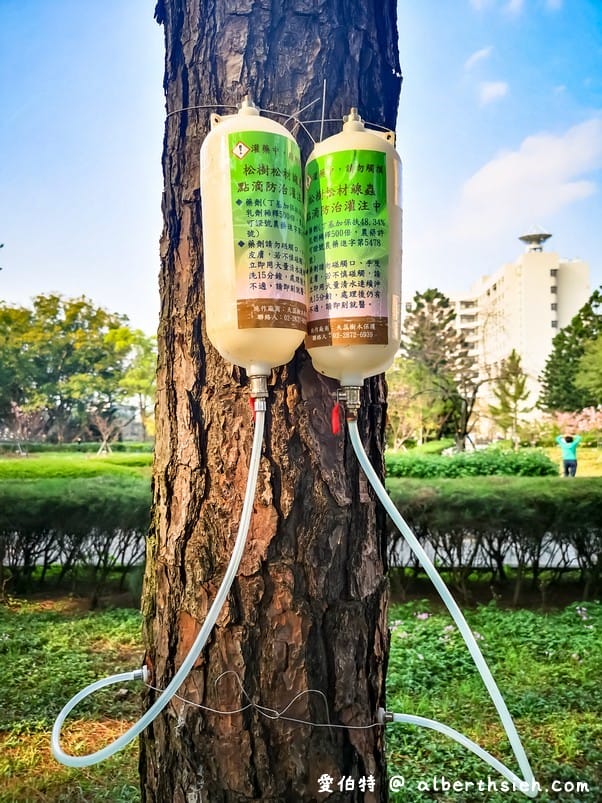 中壢中央大學中大湖櫻花｜來自日本的粉紅河津櫻超好拍