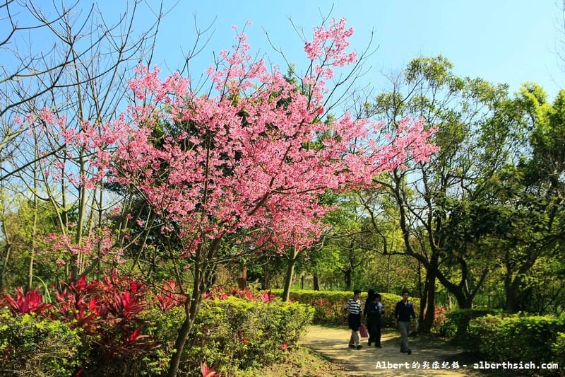 2026桃園櫻花賞櫻景點懶人包｜復興、拉拉山、中壢、龜山、楊梅、平鎮