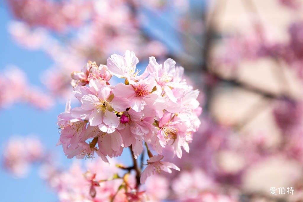 中壢中央大學中大湖櫻花｜來自日本的粉紅河津櫻超好拍