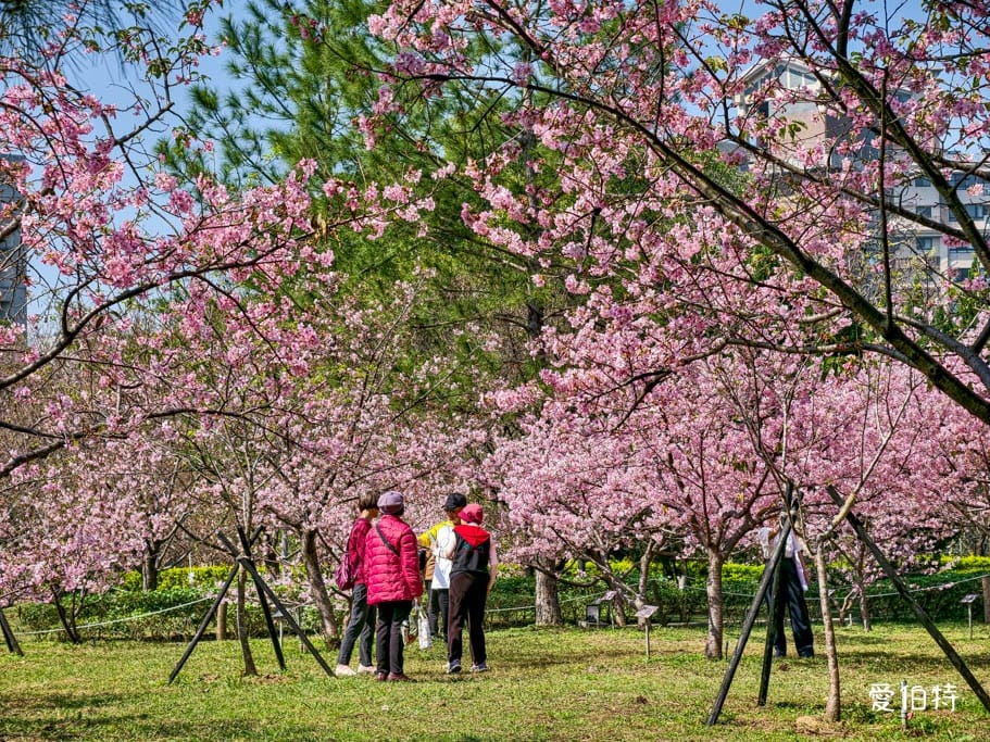 中壢中央大學中大湖櫻花｜來自日本的粉紅河津櫻超好拍