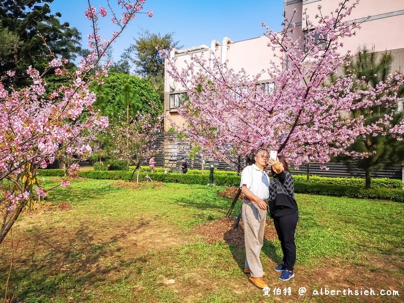 中壢中央大學中大湖櫻花｜來自日本的粉紅河津櫻超好拍