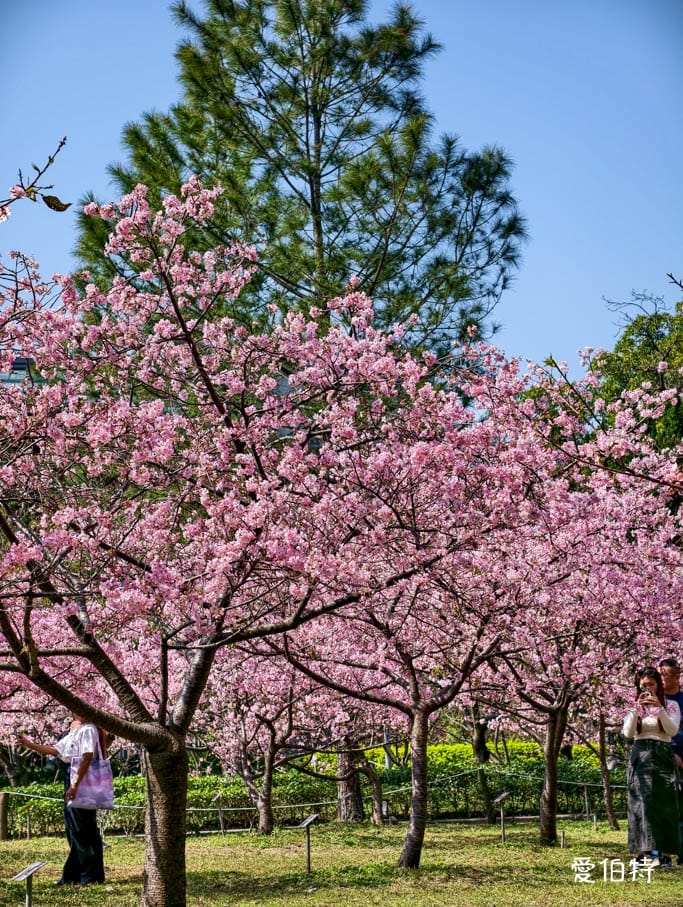 中壢中央大學中大湖櫻花｜來自日本的粉紅河津櫻超好拍
