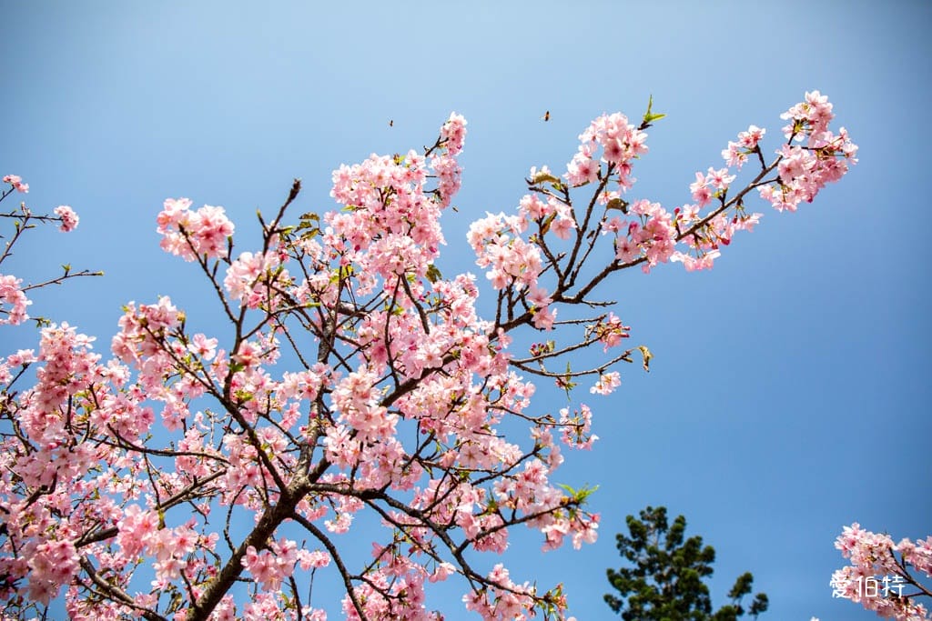 中壢中央大學中大湖櫻花｜來自日本的粉紅河津櫻超好拍