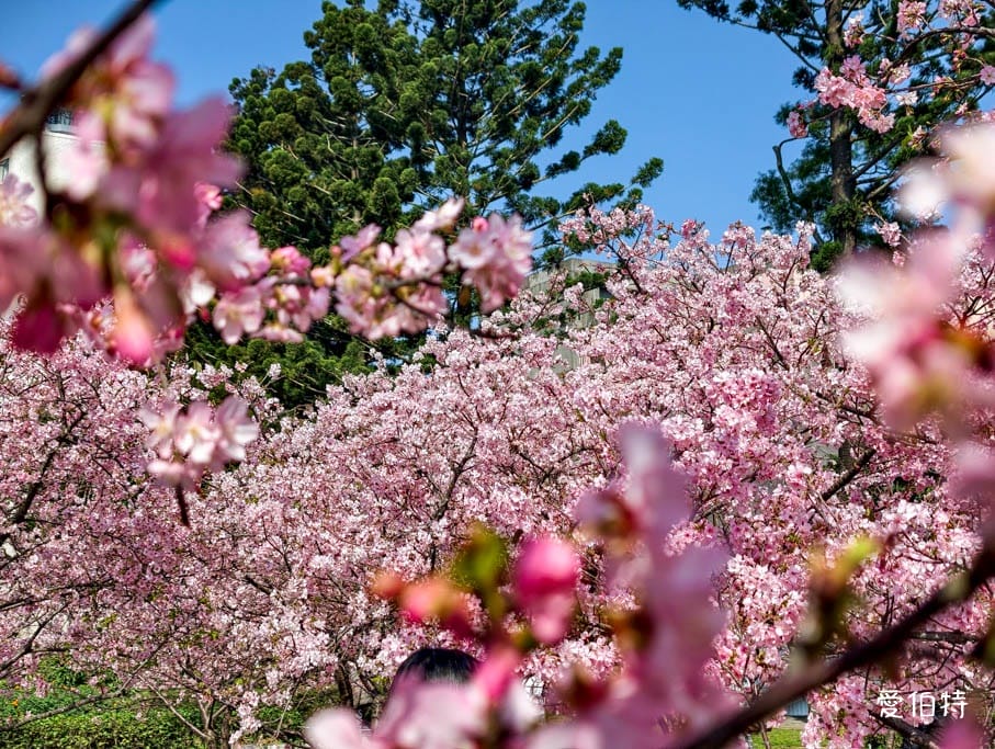 中壢中央大學中大湖櫻花｜來自日本的粉紅河津櫻超好拍