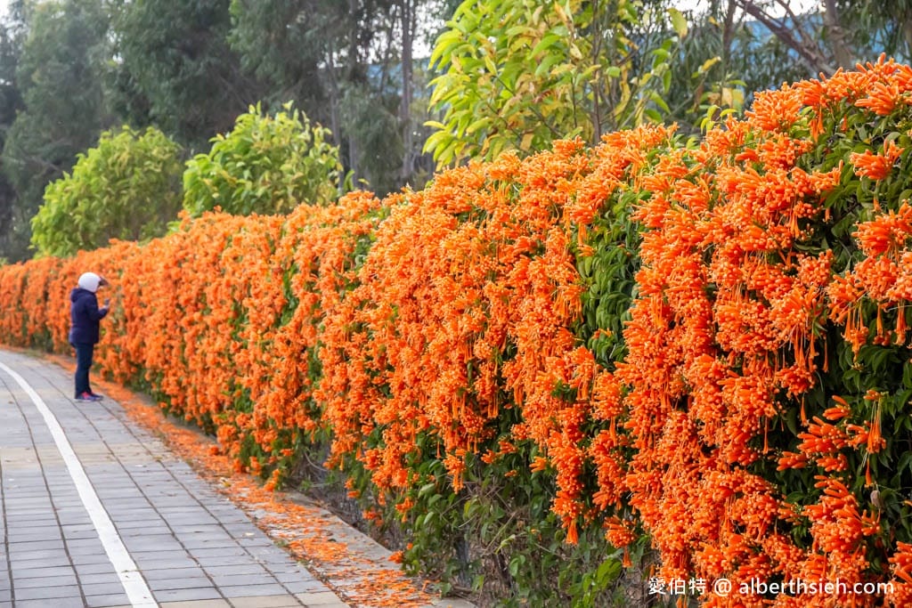 2026台中后里后科炮仗花步道｜數百公尺橘色花牆，順遊泰安櫻花