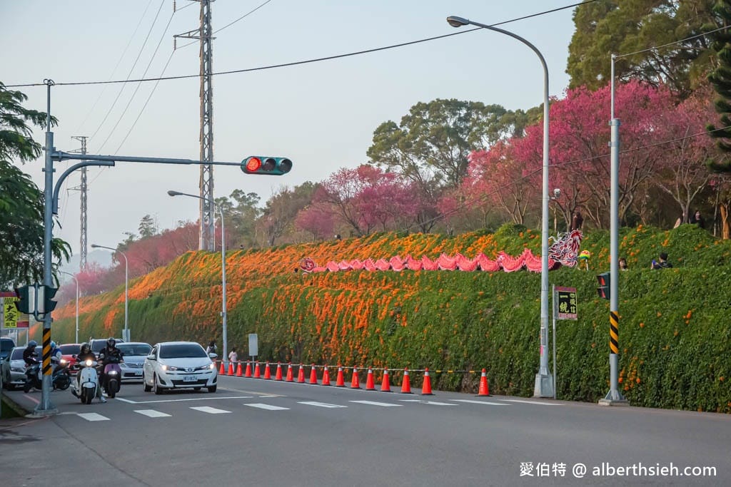 2026台中后里后科炮仗花步道｜數百公尺橘色花牆，順遊泰安櫻花