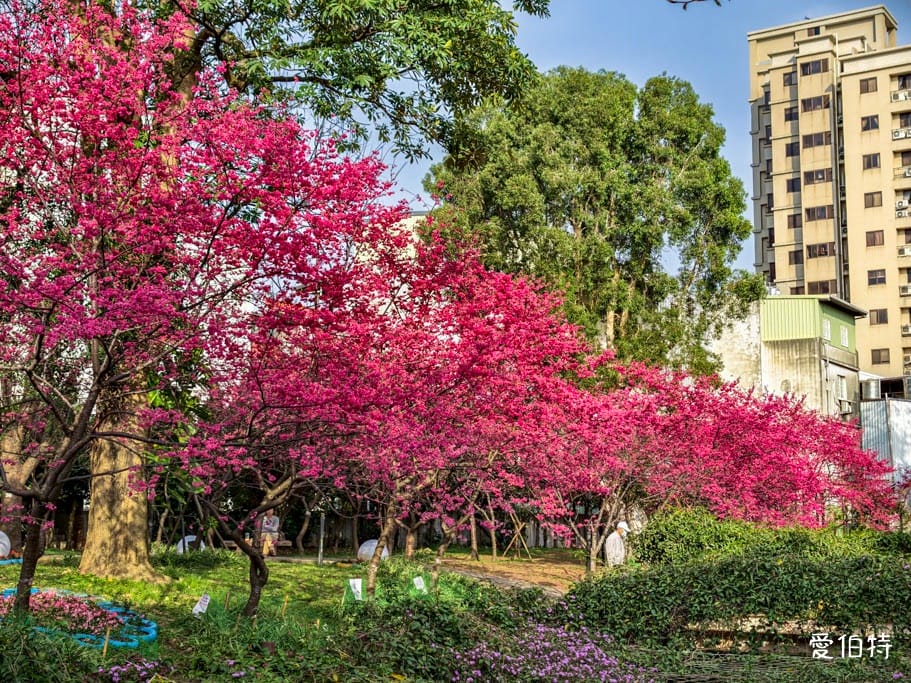 2026桃園中壢莒光公園｜平地就可以賞櫻花，八重櫻，蒜香藤