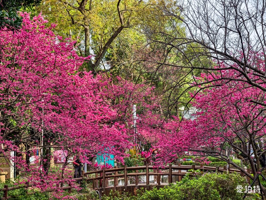 2026桃園中壢莒光公園｜平地就可以賞櫻花，八重櫻，蒜香藤