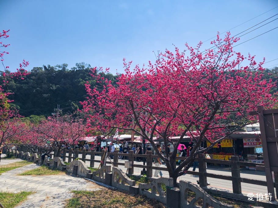 台中后里泰安派出所櫻花林｜全台最美派出所，花況交通