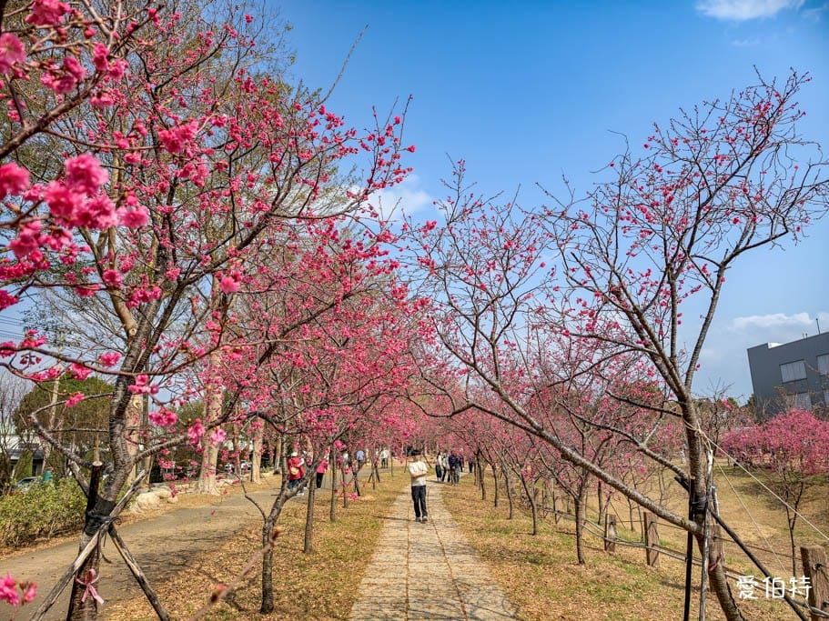 2026台中后里賞櫻景點|中科崴立櫻花公園,千坪數百棵免費任你拍 - 第4張圖 2026台中后里賞櫻景點|中科崴立櫻花公園,千坪數百棵免費任你拍