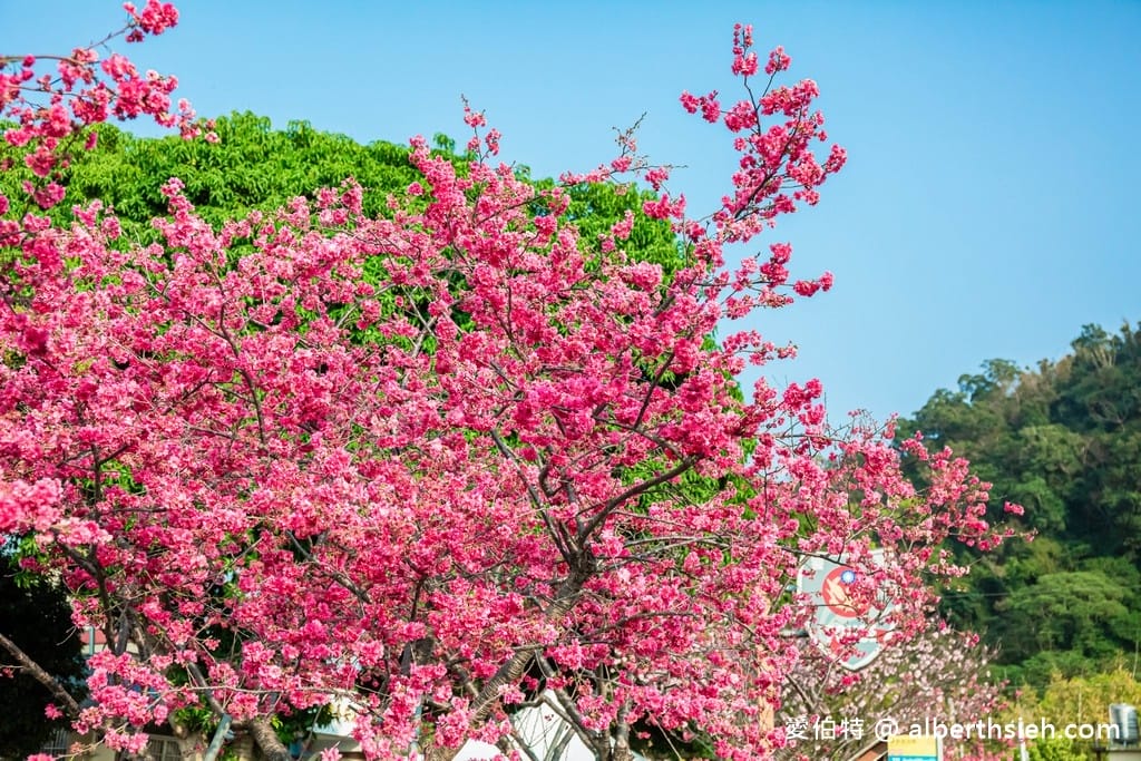 台中后里泰安派出所櫻花林｜全台最美派出所，花況交通