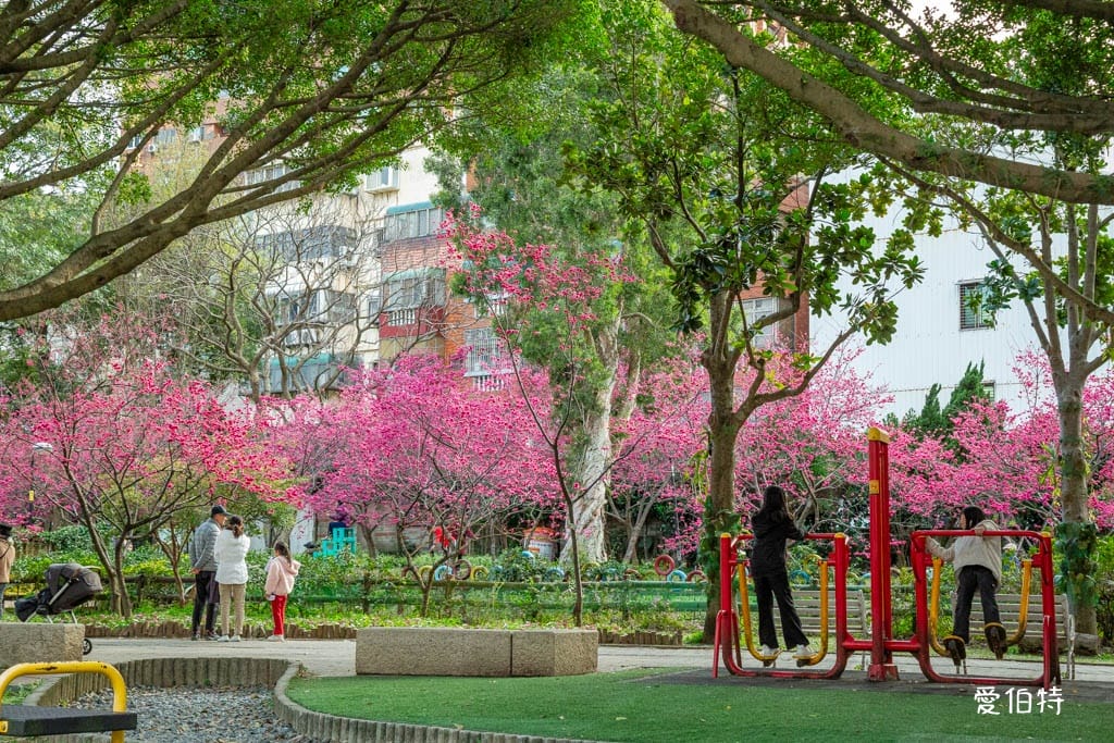 2026桃園中壢莒光公園｜平地就可以賞櫻花，八重櫻，蒜香藤