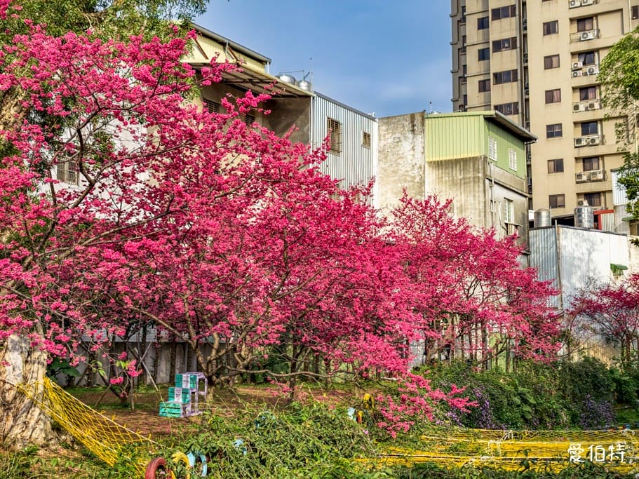 2026桃園中壢莒光公園｜平地就可以賞櫻花，八重櫻，蒜香藤