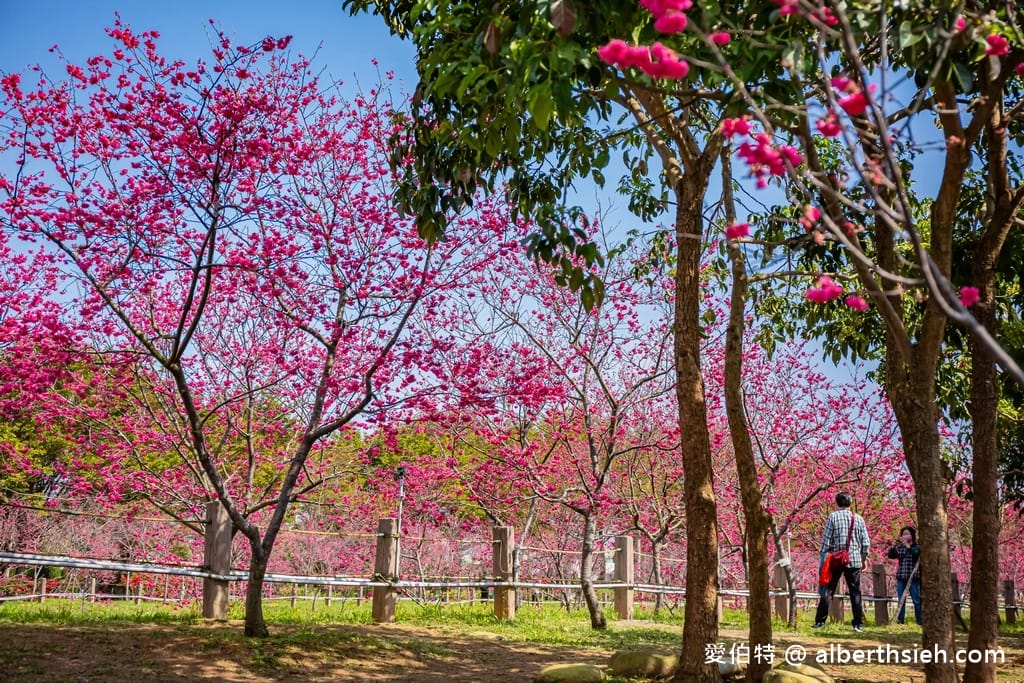 2026台中后里賞櫻景點|中科崴立櫻花公園,千坪數百棵免費任你拍 - 第34張圖 2026台中后里賞櫻景點|中科崴立櫻花公園,千坪數百棵免費任你拍