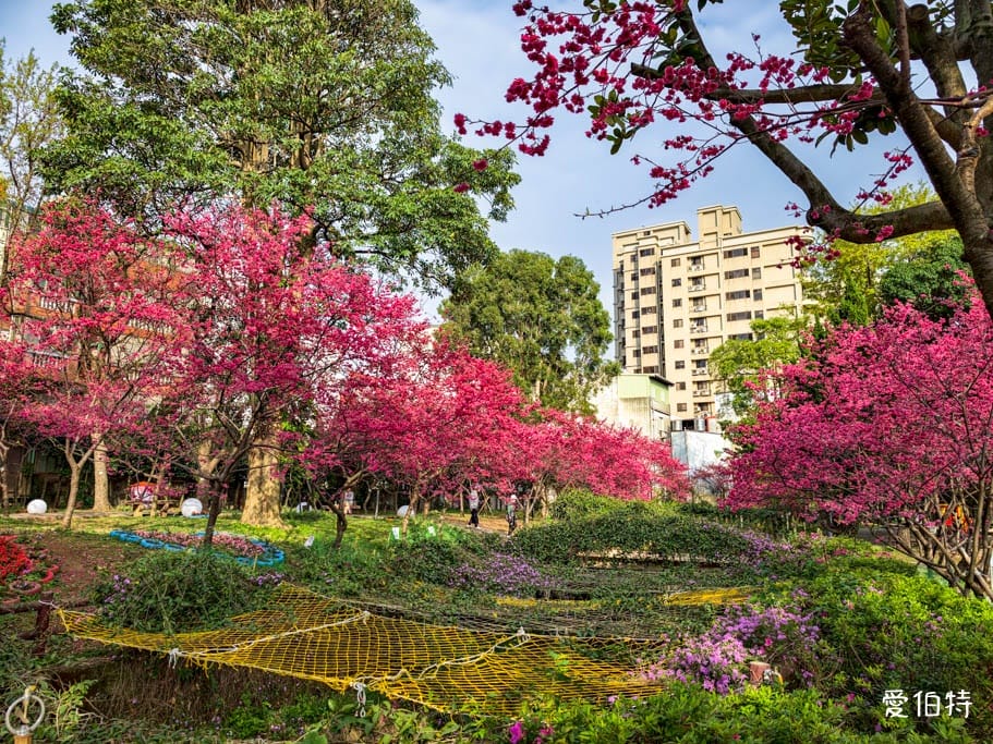 2026桃園中壢莒光公園｜平地就可以賞櫻花，八重櫻，蒜香藤