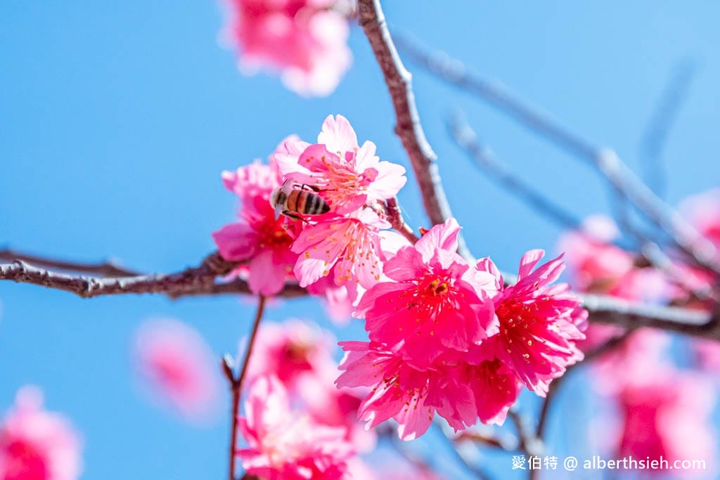 台中后里泰安派出所櫻花林｜全台最美派出所，花況交通