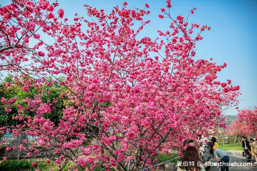 台中后里泰安派出所櫻花林｜全台最美派出所，花況交通
