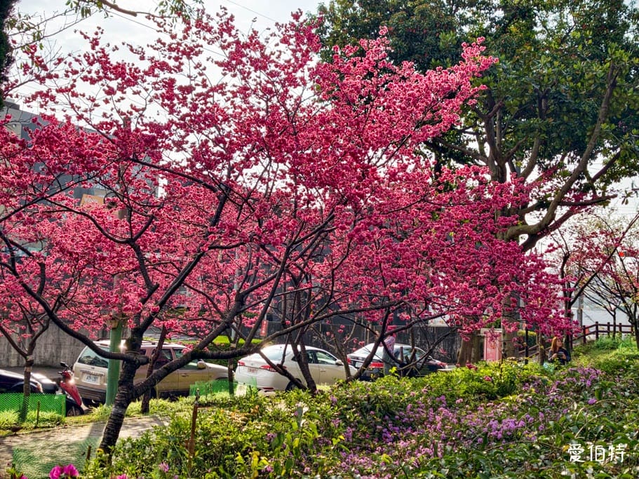 2026桃園中壢莒光公園｜平地就可以賞櫻花，八重櫻，蒜香藤