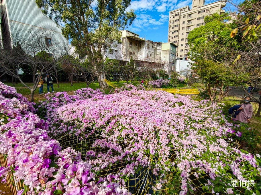 2026桃園中壢莒光公園｜平地就可以賞櫻花，八重櫻，蒜香藤