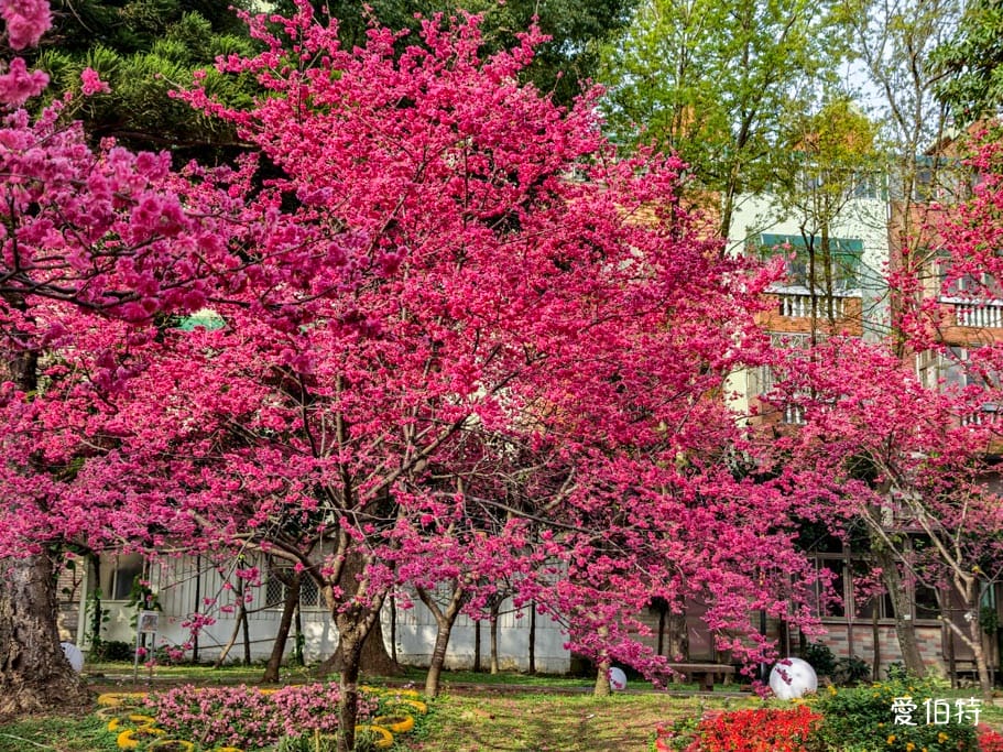 2026桃園中壢莒光公園｜平地就可以賞櫻花，八重櫻，蒜香藤