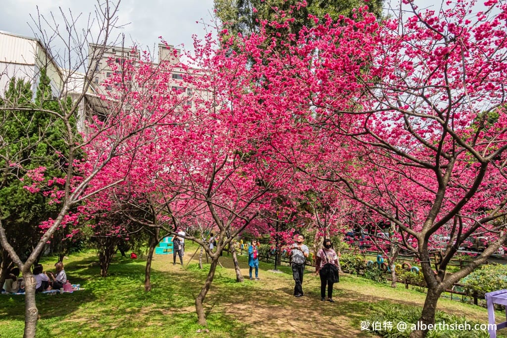 2026桃園中壢莒光公園｜平地就可以賞櫻花，八重櫻，蒜香藤