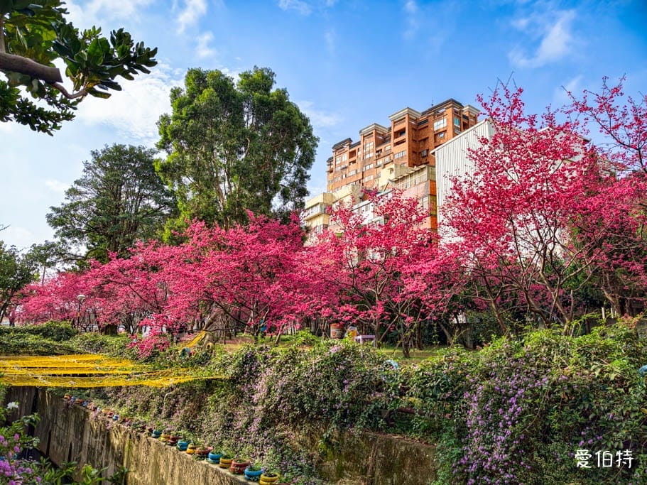 2026桃園中壢莒光公園｜平地就可以賞櫻花，八重櫻，蒜香藤