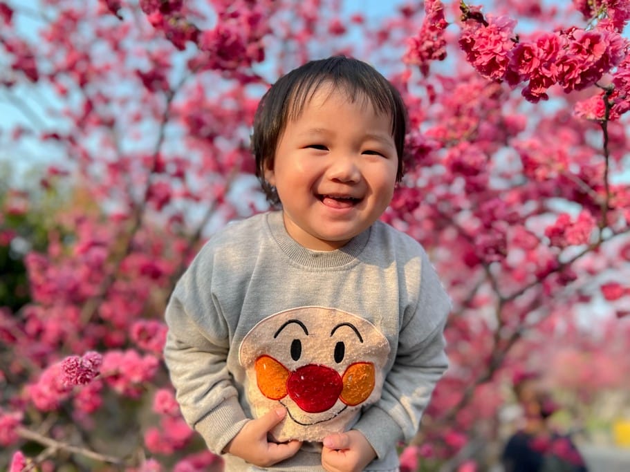 台中后里泰安派出所櫻花林｜全台最美派出所，花況交通
