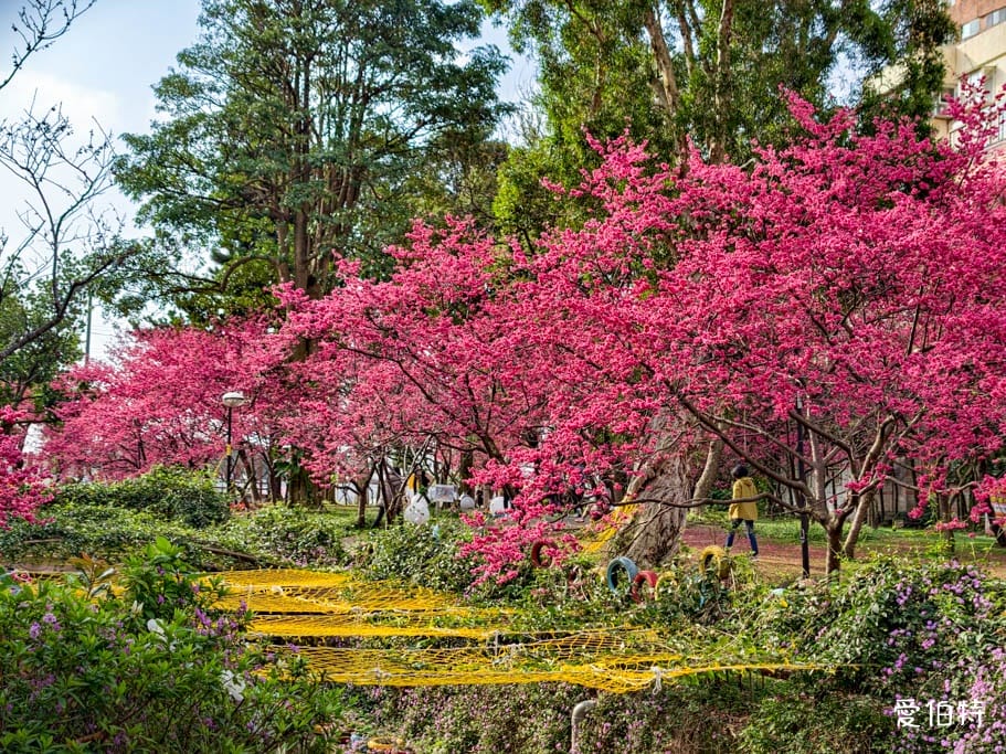 2026桃園中壢莒光公園｜平地就可以賞櫻花，八重櫻，蒜香藤
