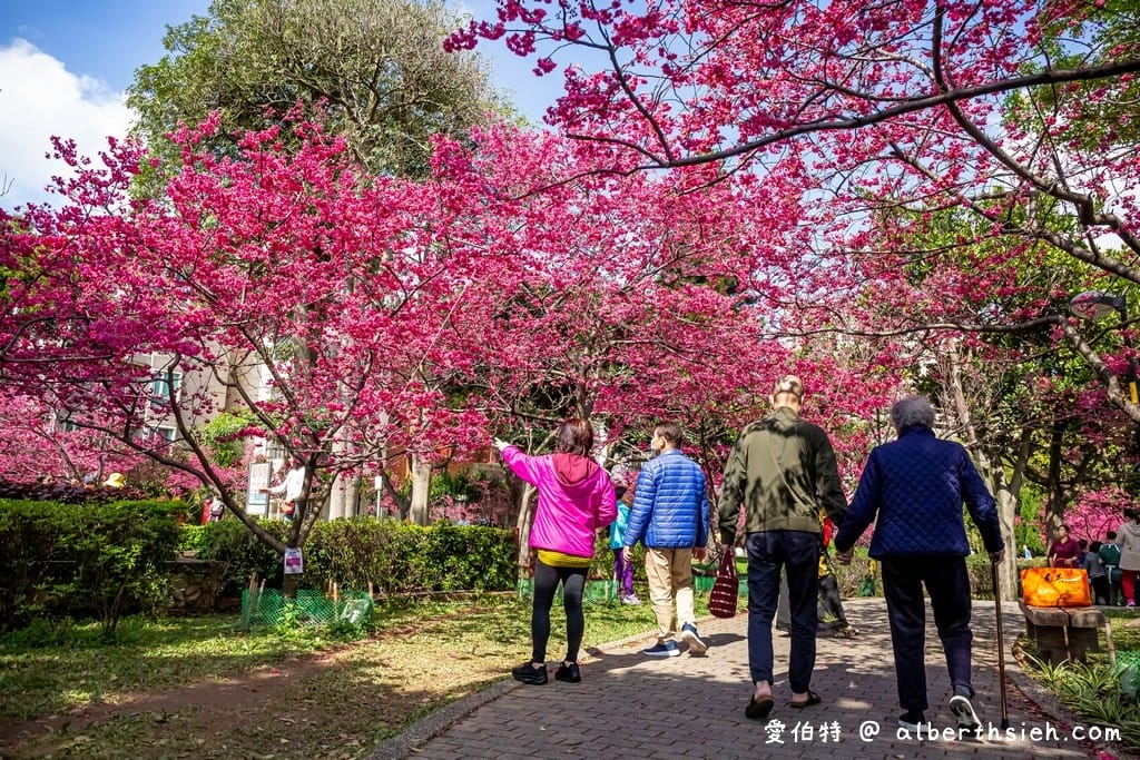 2026桃園中壢莒光公園｜平地就可以賞櫻花，八重櫻，蒜香藤