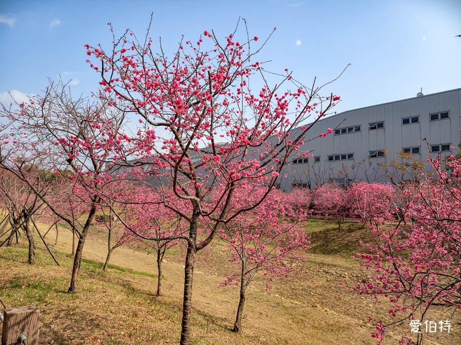 2026台中后里賞櫻景點|中科崴立櫻花公園,千坪數百棵免費任你拍 - 第5張圖 2026台中后里賞櫻景點|中科崴立櫻花公園,千坪數百棵免費任你拍