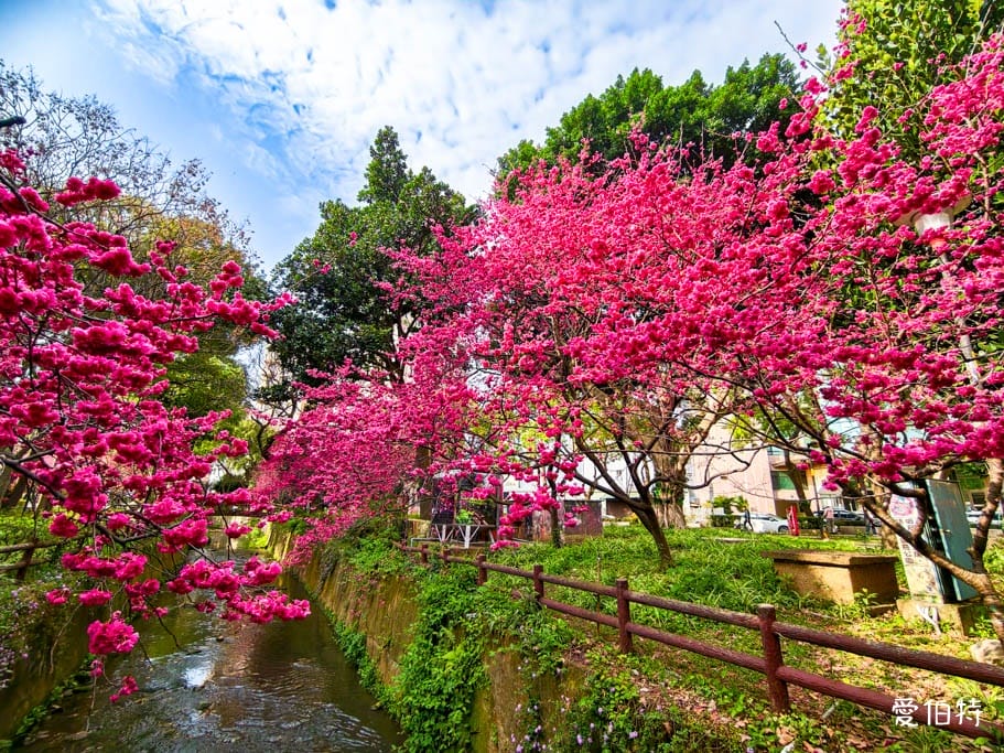 2026桃園中壢莒光公園｜平地就可以賞櫻花，八重櫻，蒜香藤