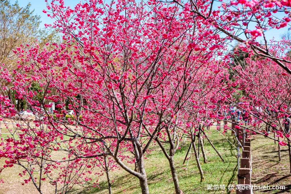 2026台中后里賞櫻景點|中科崴立櫻花公園,千坪數百棵免費任你拍 - 第21張圖 2026台中后里賞櫻景點|中科崴立櫻花公園,千坪數百棵免費任你拍