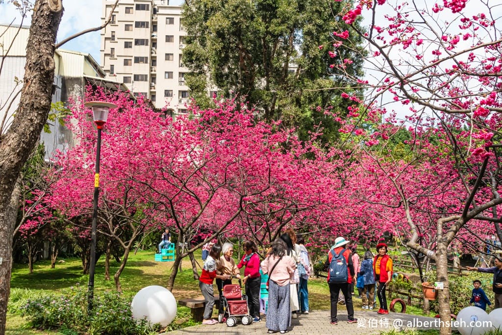 2026桃園中壢莒光公園｜平地就可以賞櫻花，八重櫻，蒜香藤