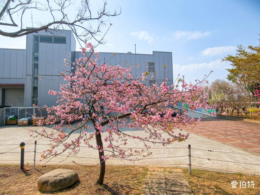 2026台中后里賞櫻景點|中科崴立櫻花公園,千坪數百棵免費任你拍 - 第8張圖 2026台中后里賞櫻景點|中科崴立櫻花公園,千坪數百棵免費任你拍