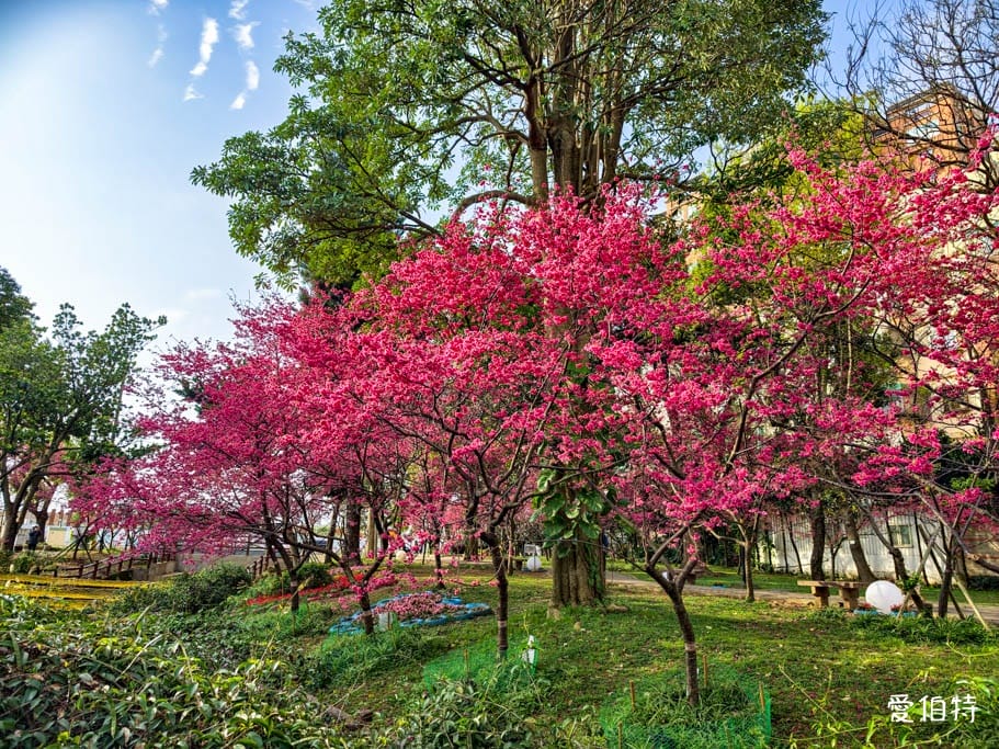 2026桃園中壢莒光公園｜平地就可以賞櫻花，八重櫻，蒜香藤