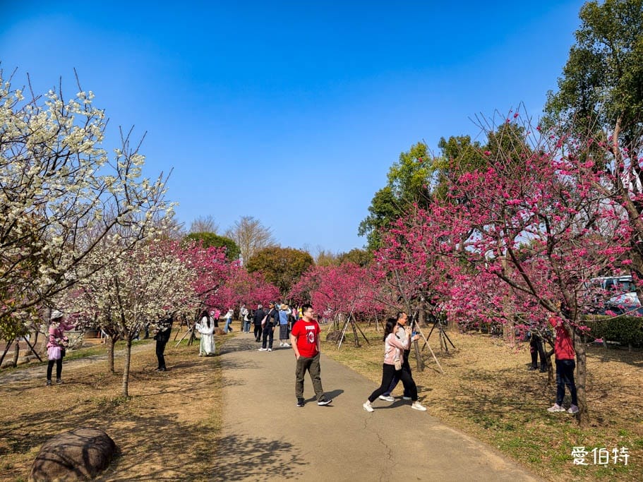 2026台中后里賞櫻景點|中科崴立櫻花公園,千坪數百棵免費任你拍 - 第2張圖 2026台中后里賞櫻景點|中科崴立櫻花公園,千坪數百棵免費任你拍