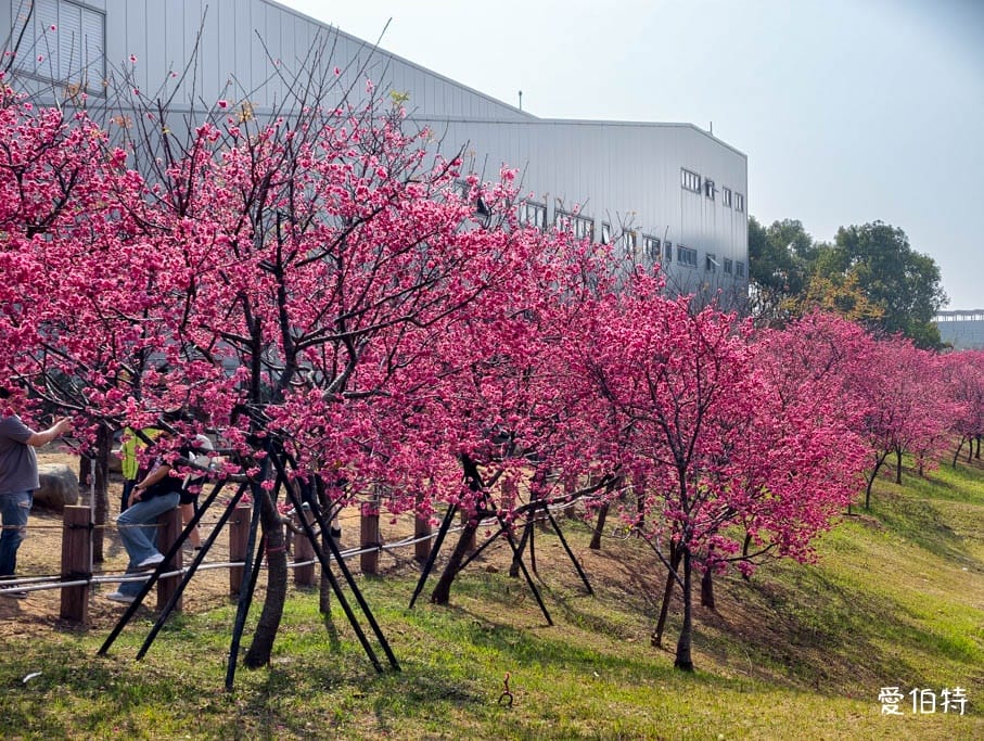 2026台中后里賞櫻景點|中科崴立櫻花公園,千坪數百棵免費任你拍 - 第7張圖 2026台中后里賞櫻景點|中科崴立櫻花公園,千坪數百棵免費任你拍