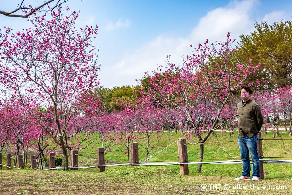2026台中后里賞櫻景點|中科崴立櫻花公園,千坪數百棵免費任你拍 - 第35張圖 2026台中后里賞櫻景點|中科崴立櫻花公園,千坪數百棵免費任你拍