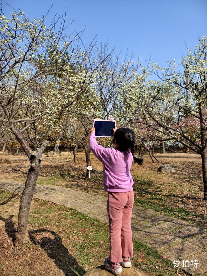 2026台中后里賞櫻景點|中科崴立櫻花公園,千坪數百棵免費任你拍 - 第10張圖 2026台中后里賞櫻景點|中科崴立櫻花公園,千坪數百棵免費任你拍