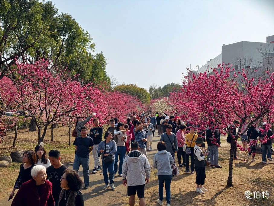2026台中后里賞櫻景點|中科崴立櫻花公園,千坪數百棵免費任你拍 - 第3張圖 2026台中后里賞櫻景點|中科崴立櫻花公園,千坪數百棵免費任你拍