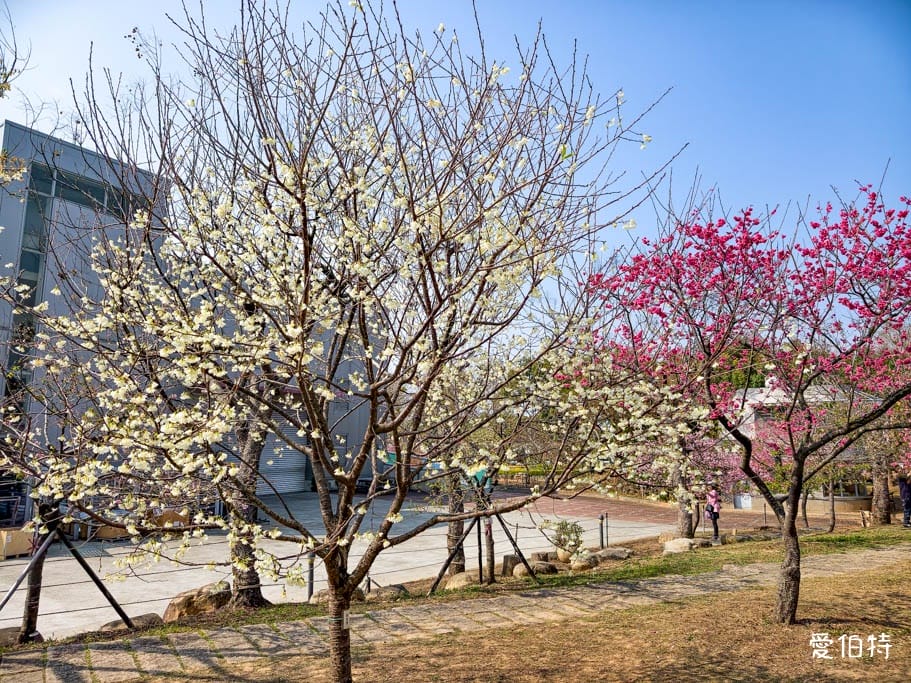 2026台中后里賞櫻景點|中科崴立櫻花公園,千坪數百棵免費任你拍 - 第9張圖 2026台中后里賞櫻景點|中科崴立櫻花公園,千坪數百棵免費任你拍
