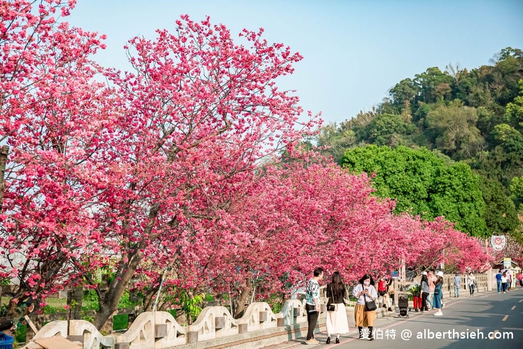 台中后里泰安派出所櫻花林｜全台最美派出所，花況交通