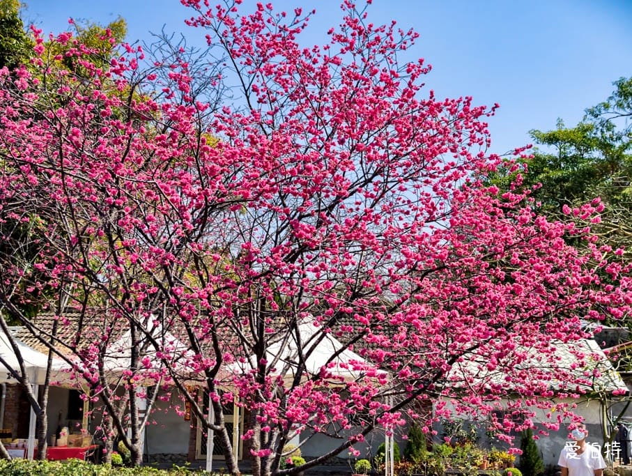 台中后里泰安派出所櫻花林｜全台最美派出所，花況交通
