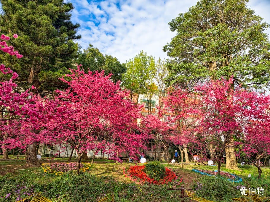 2026桃園中壢莒光公園｜平地就可以賞櫻花，八重櫻，蒜香藤