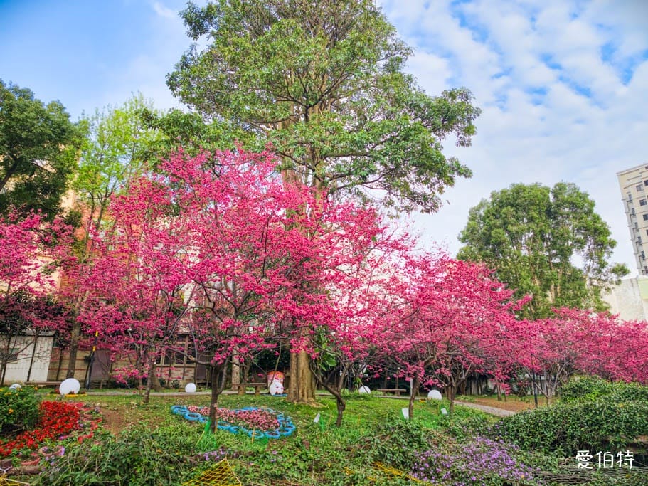 2026桃園中壢莒光公園｜平地就可以賞櫻花，八重櫻，蒜香藤
