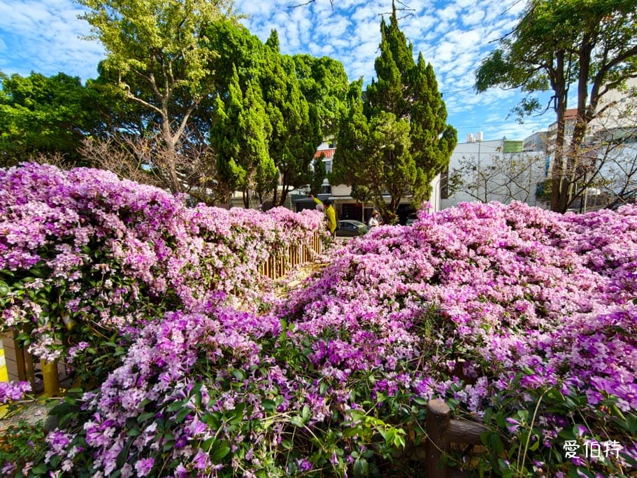 2026桃園中壢莒光公園｜平地就可以賞櫻花，八重櫻，蒜香藤