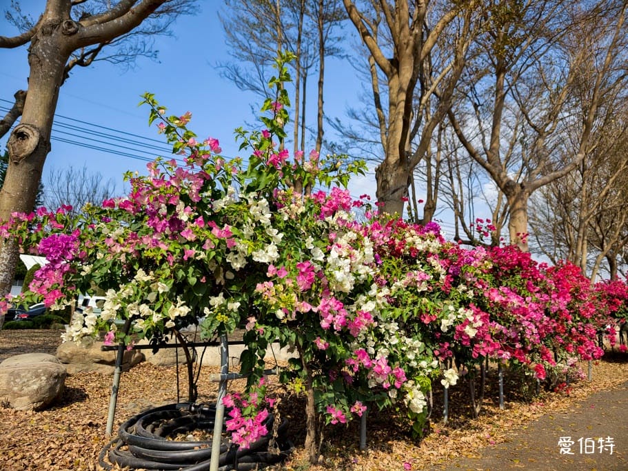 2026台中后里賞櫻景點|中科崴立櫻花公園,千坪數百棵免費任你拍 - 第14張圖 2026台中后里賞櫻景點|中科崴立櫻花公園,千坪數百棵免費任你拍